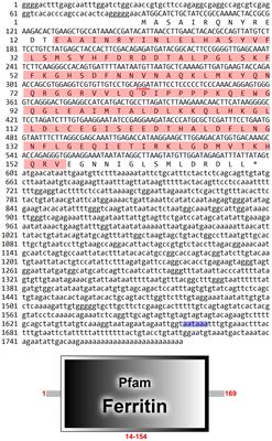 Ferritin Heavy-like subunit is involved in the innate immune defense of the red swamp crayfish Procambarus clarkii